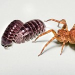  Pas arachnophobe ces deux la! "?אורי לכדורי : " שנעשה לו בונקר